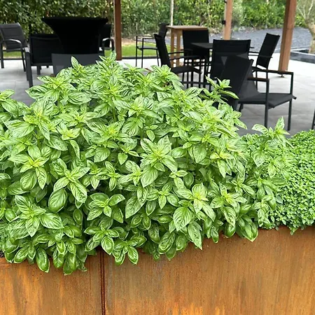 ベッド・アンド・ブレックファスト Viticolo D'hotes 3*